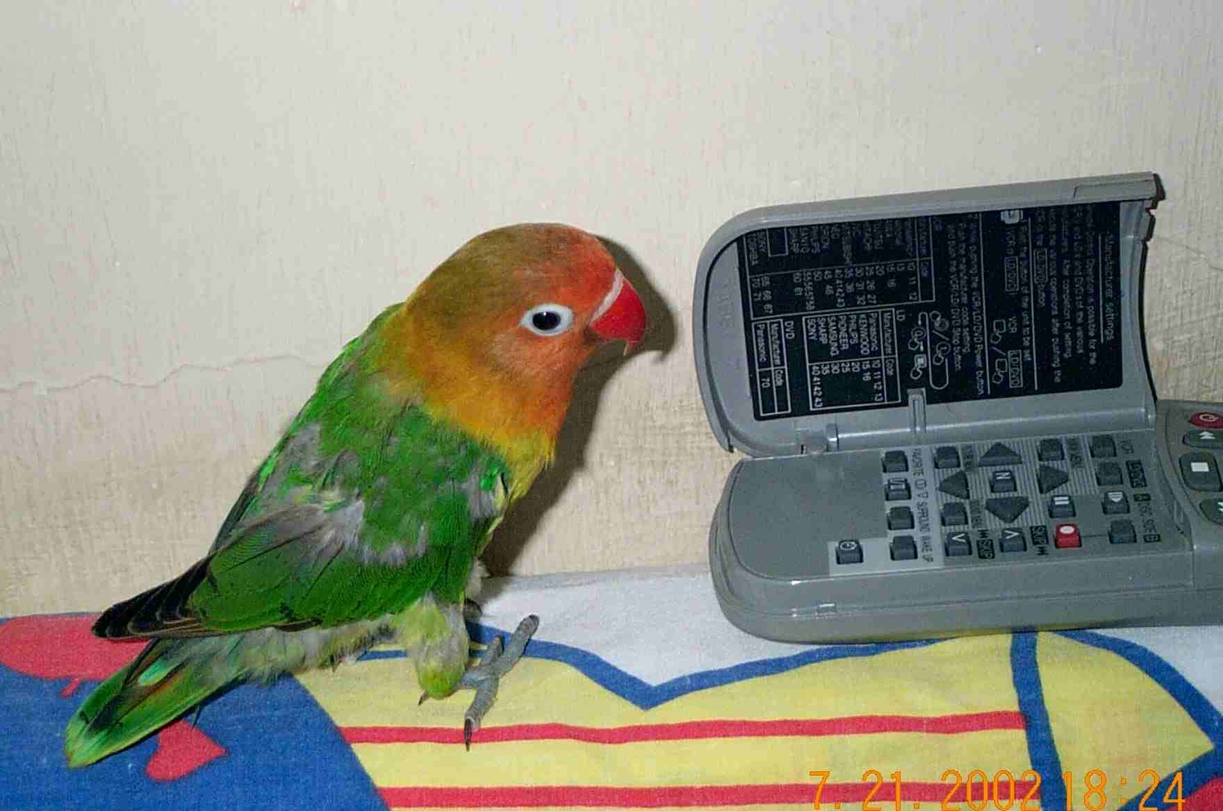搖控之迷