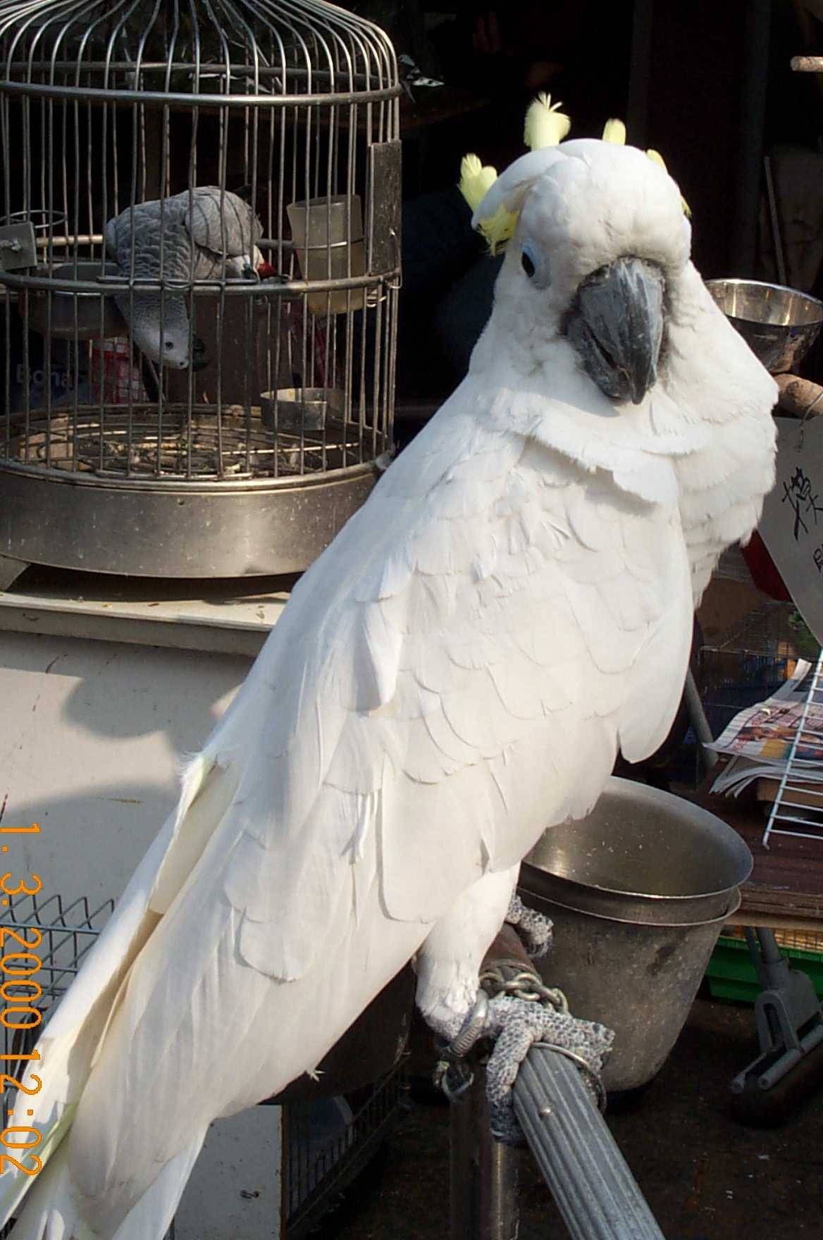 香港~雀仔花園~照片2