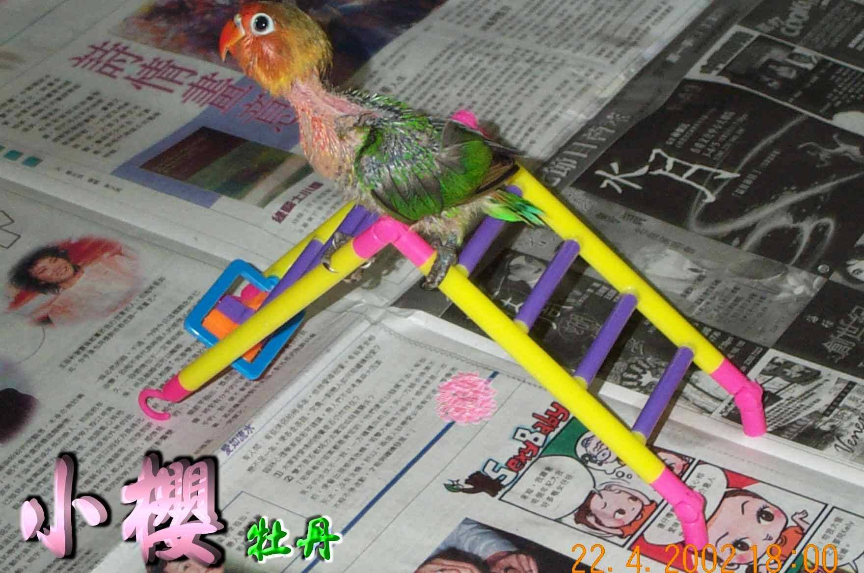 新來的小鸚鵡^0^