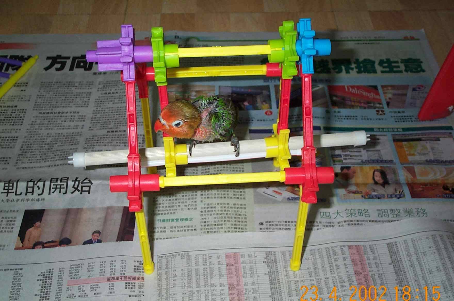 小鸚打鞦韆