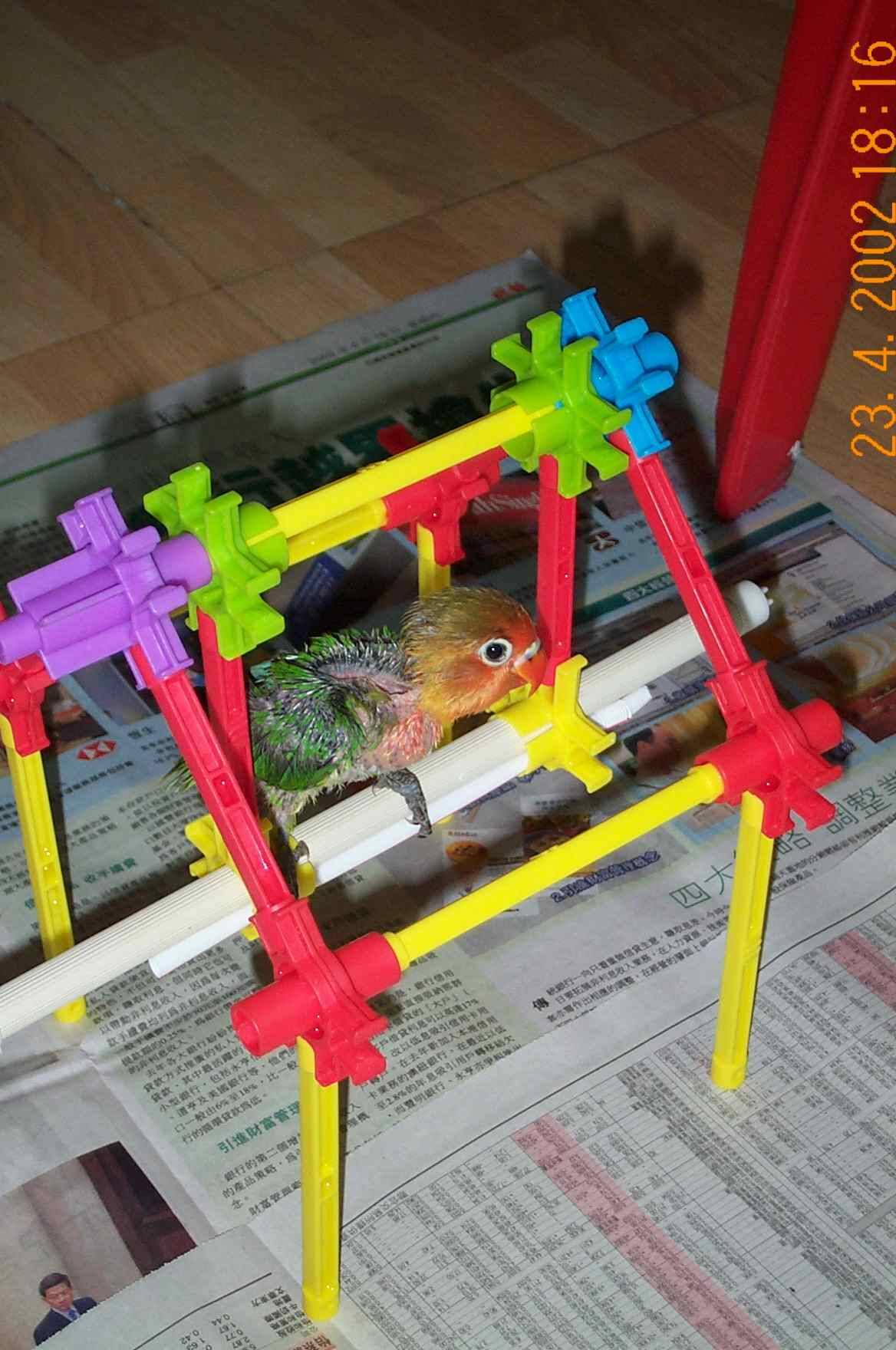 美美鞦韆圖