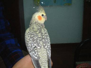 珍珠玄鳳(毛毛)