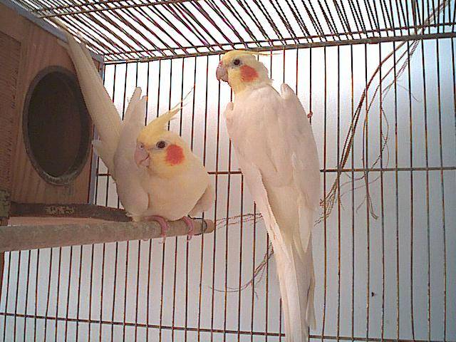 黃玄鳳夫婦