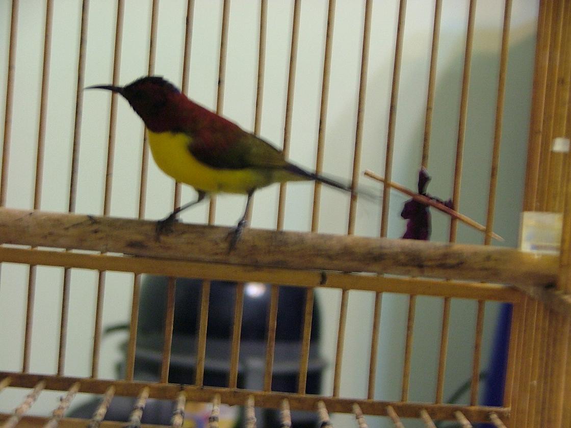 蜂鳥一號