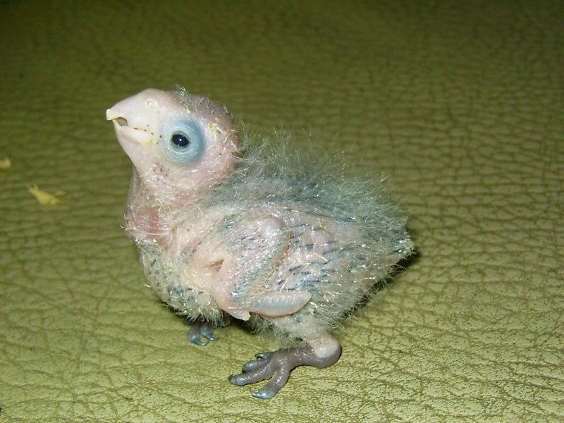 橙紅肩幼鳥16天大