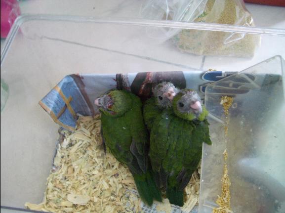 紅額幼鳥