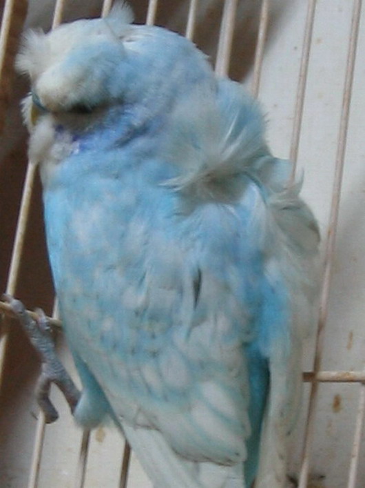 公鳥背部