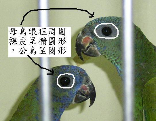 藍頭公母外觀可能差異