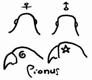 pionus看公母