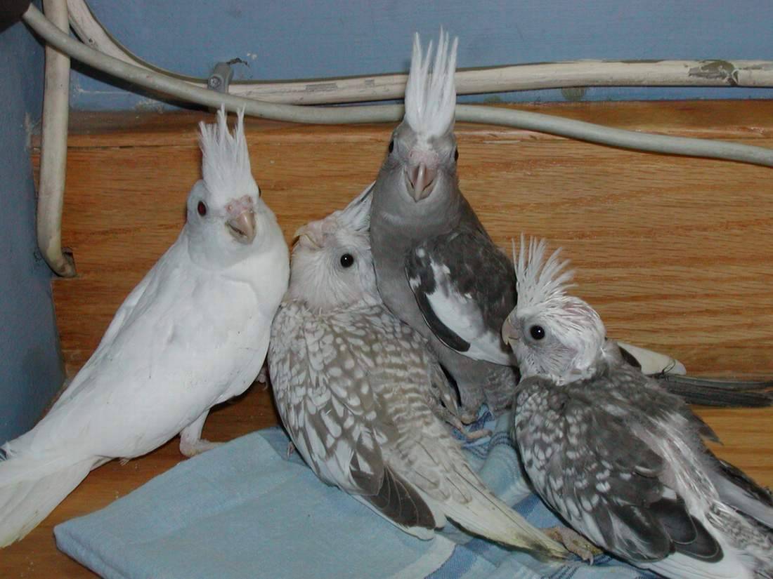 我們都是一家"鳥"