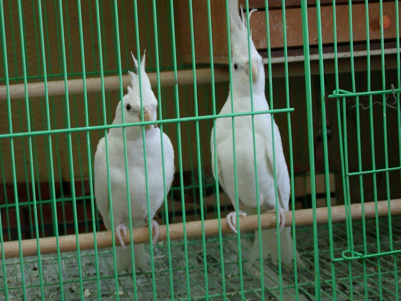 白子玄鳳