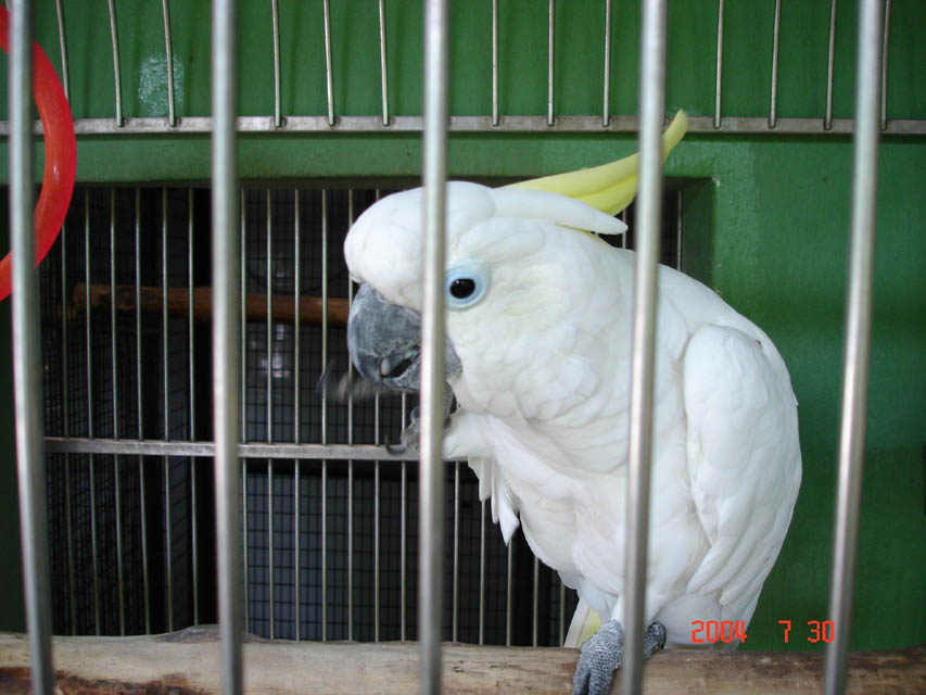 新加坡鳥園-7