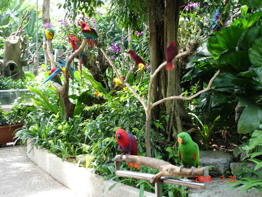 新加坡鳥園-8