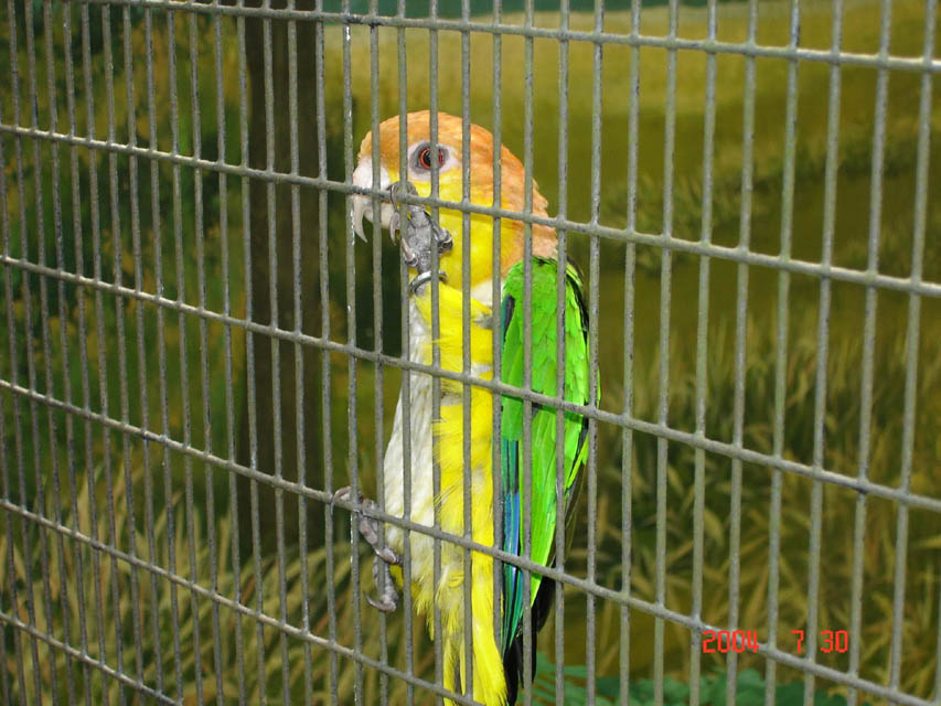 新加坡鳥園-9