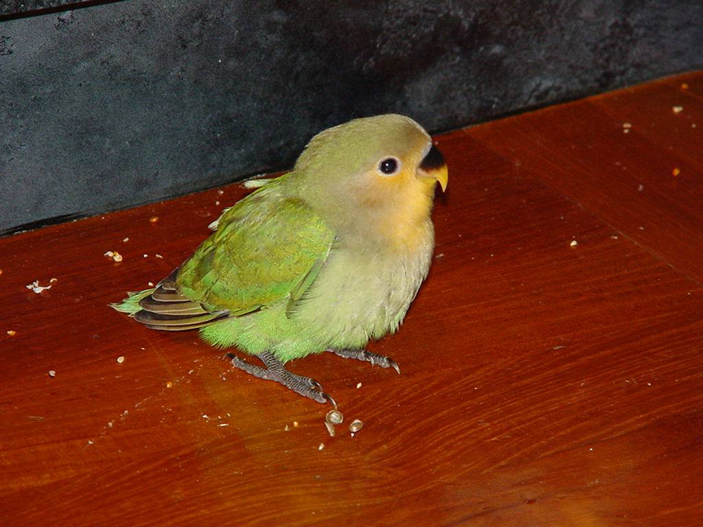 patricia