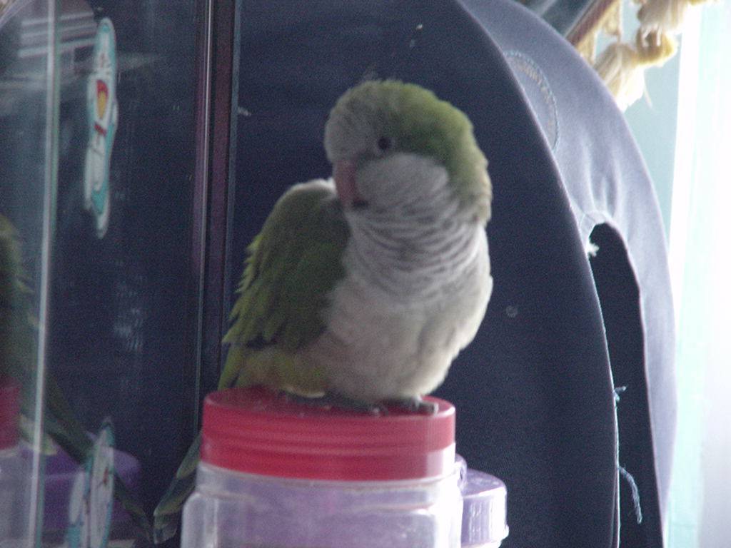 咕咕