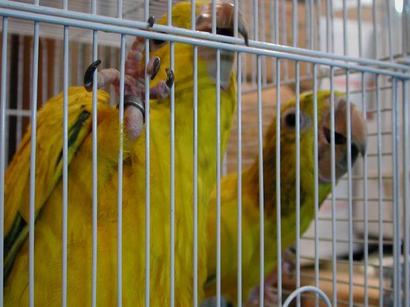 Golden Conures