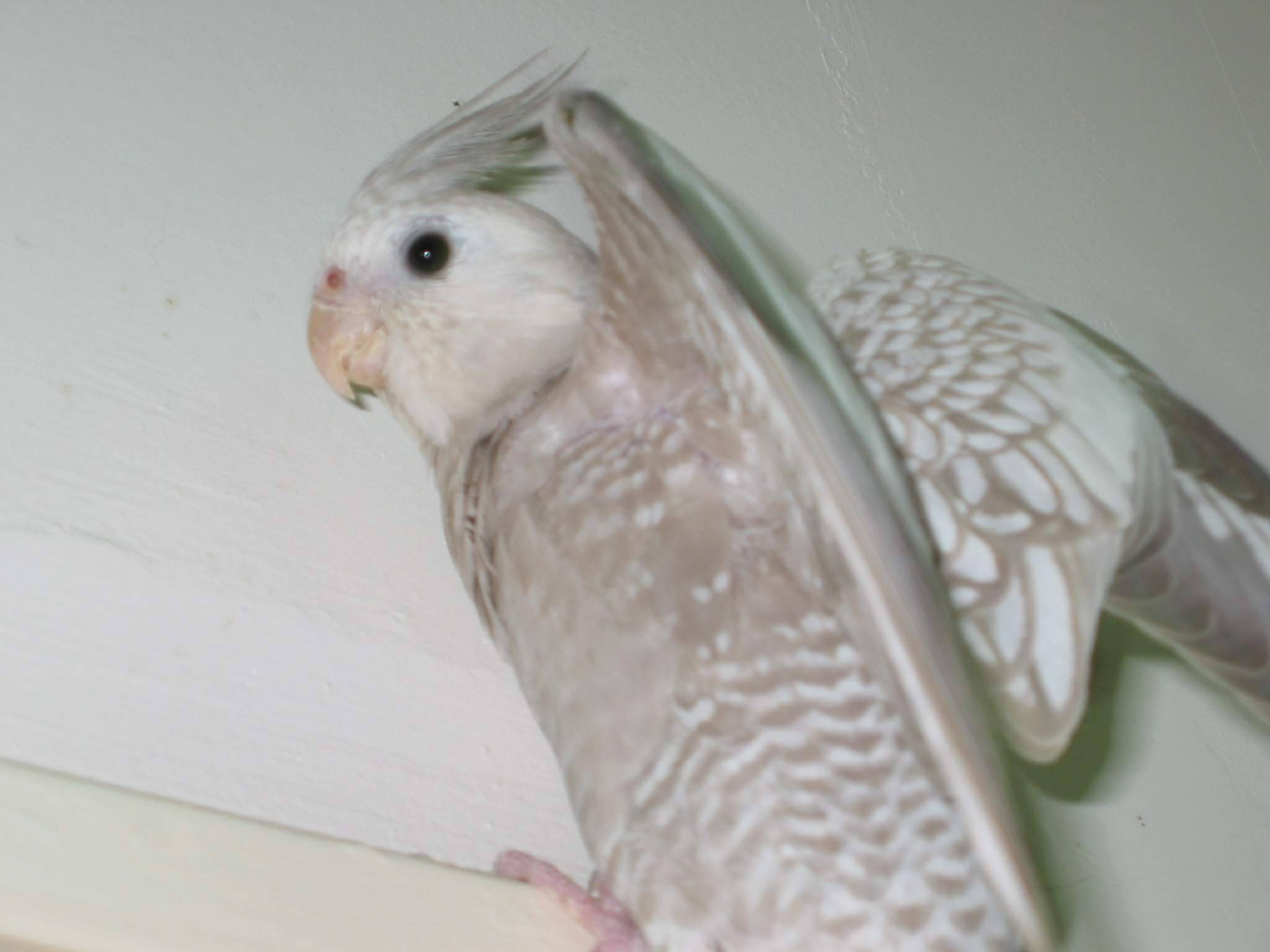 peanut39