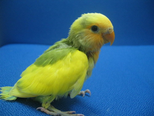 Q love brid