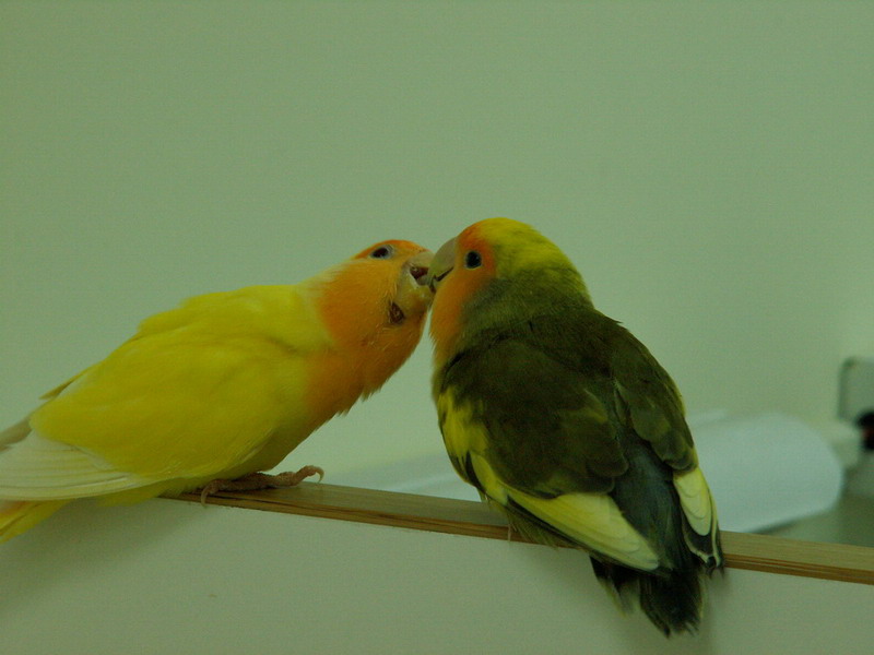 恩愛夫妻