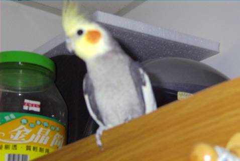 我是鳥鳥