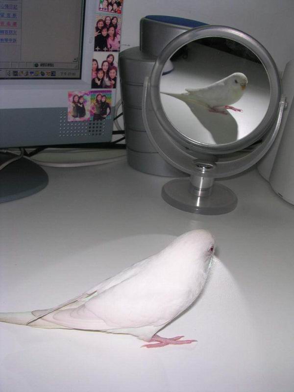 自戀