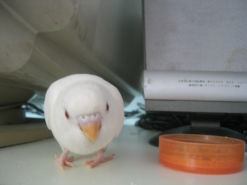 好圓的鳥
