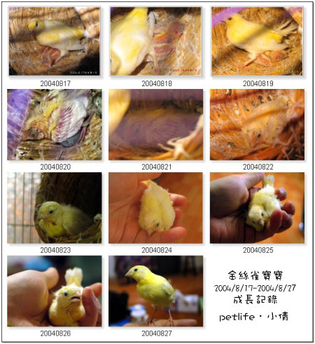 金絲雀寶寶兩週的成長紀錄