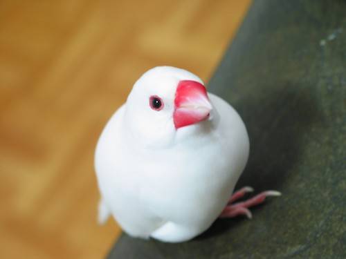 白文鳥咪咪