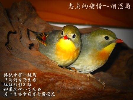 忠貞的愛情