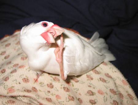 敬禮