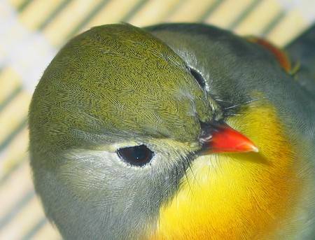 相思鳥的特寫