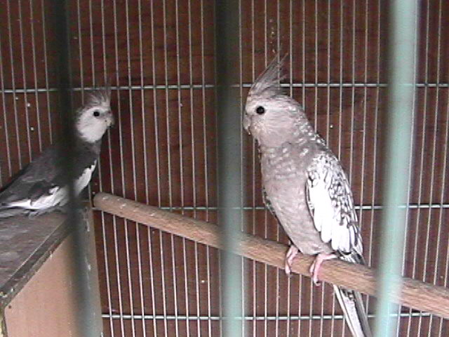 卡美種鳥