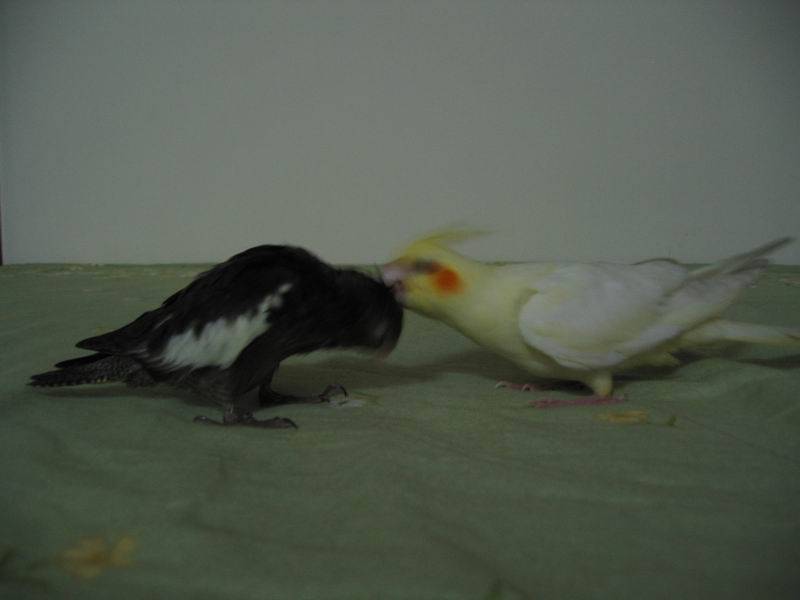 Photo 9521