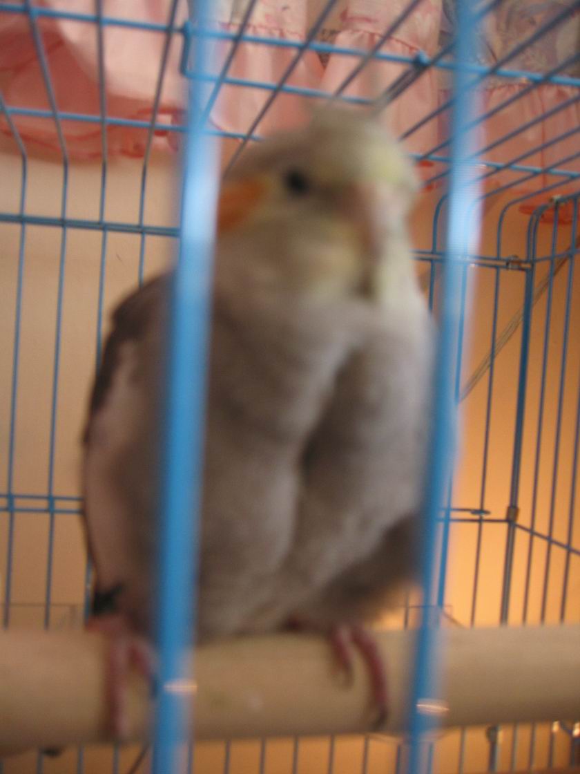 妹妹有大胸部