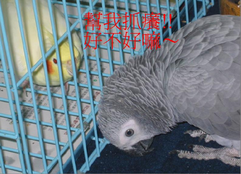 幫我抓癢好嗎??