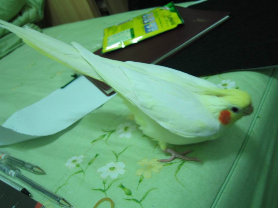 呃..在發情嗎??