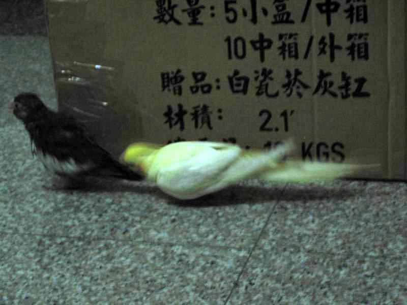 來啦..哥哥幫你啦