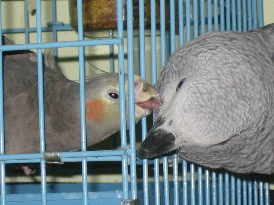 玄鳳幫灰鸚按摩抓癢
