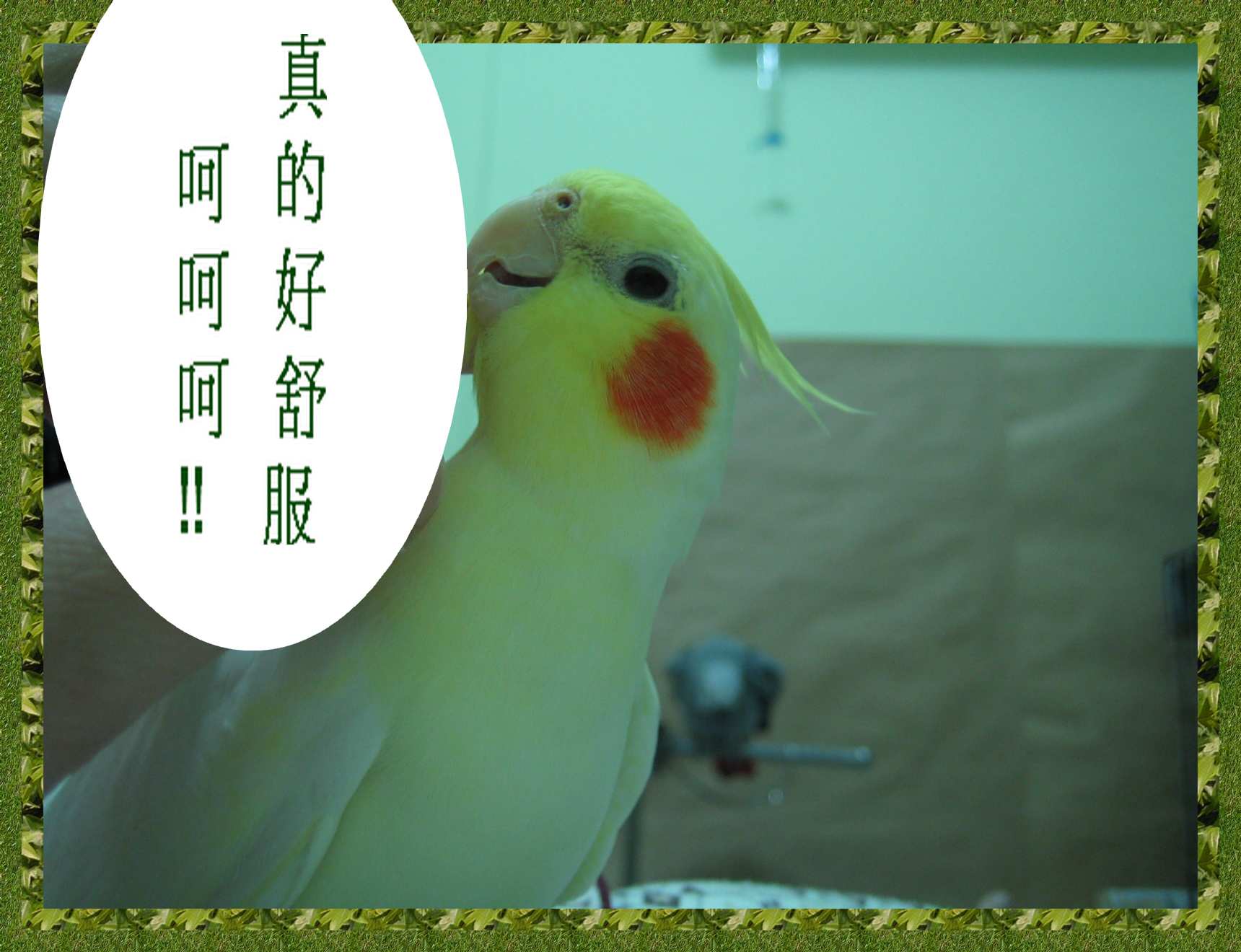 小p舒服的樣子