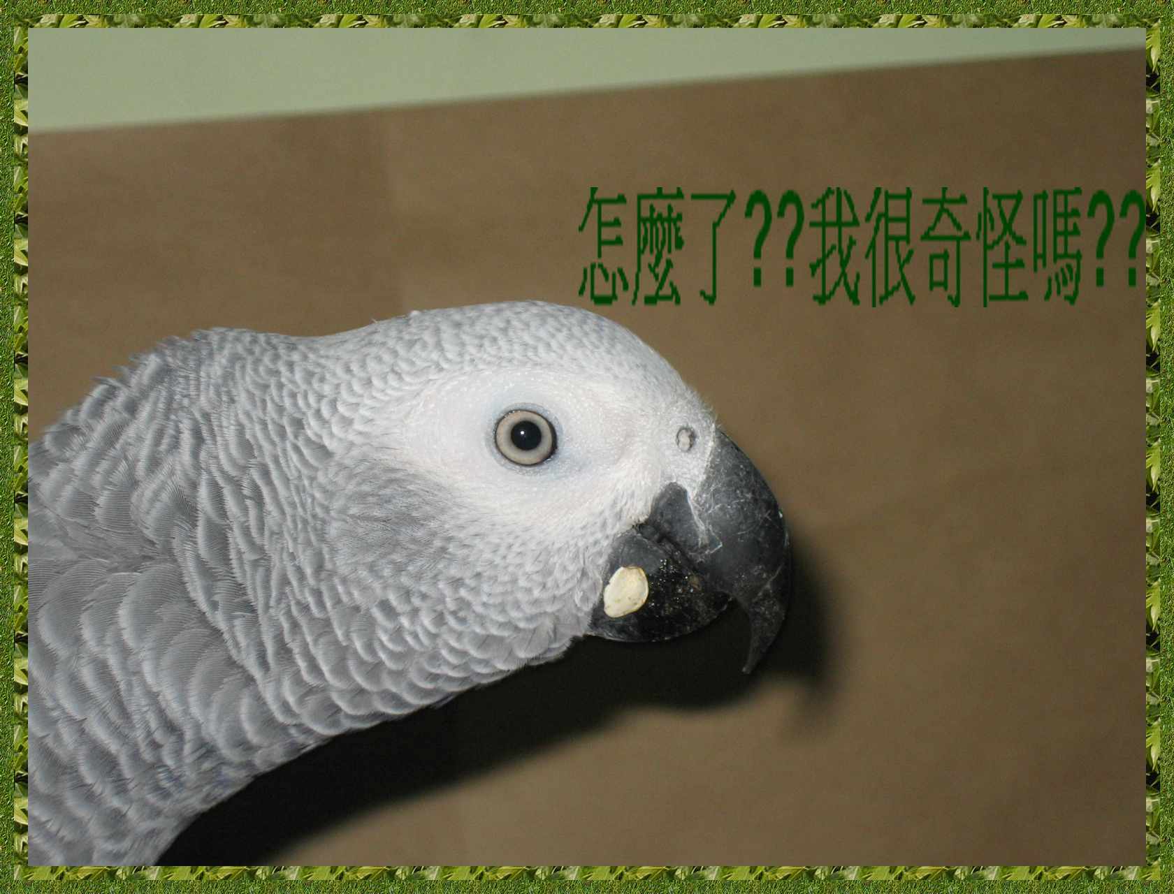 我怎麼了嗎??幹嘛這樣盯著我看~~~~