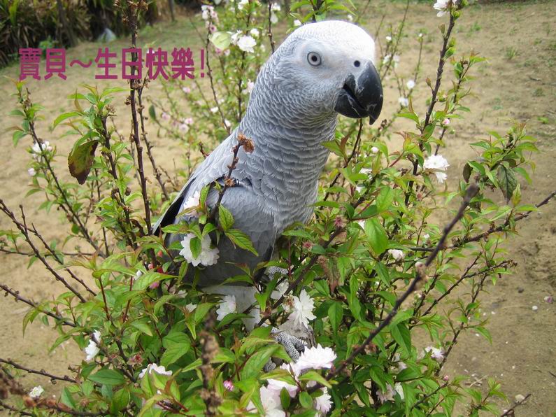 親愛的比比生日快樂!!