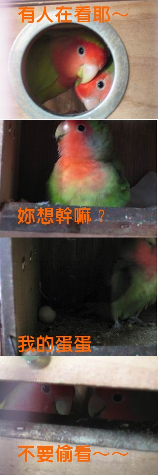 小櫻_綠茶&抹茶的蛋蛋