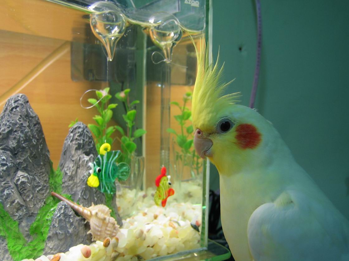 這魚可以吃嗎??