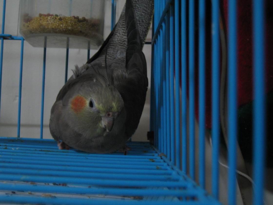 玄鳳『『妹妹』』窩著要生蛋