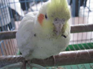 [[[ 拾獲 ]]]   黃化玄鳳_林口