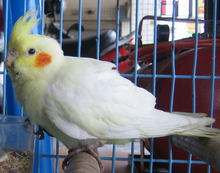 [[[ 拾獲 ]]]   黃化玄鳳_林口