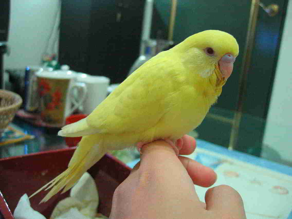 piniwater