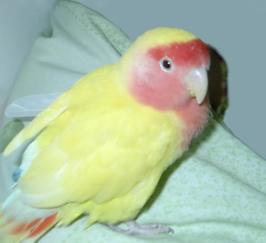 pinkle