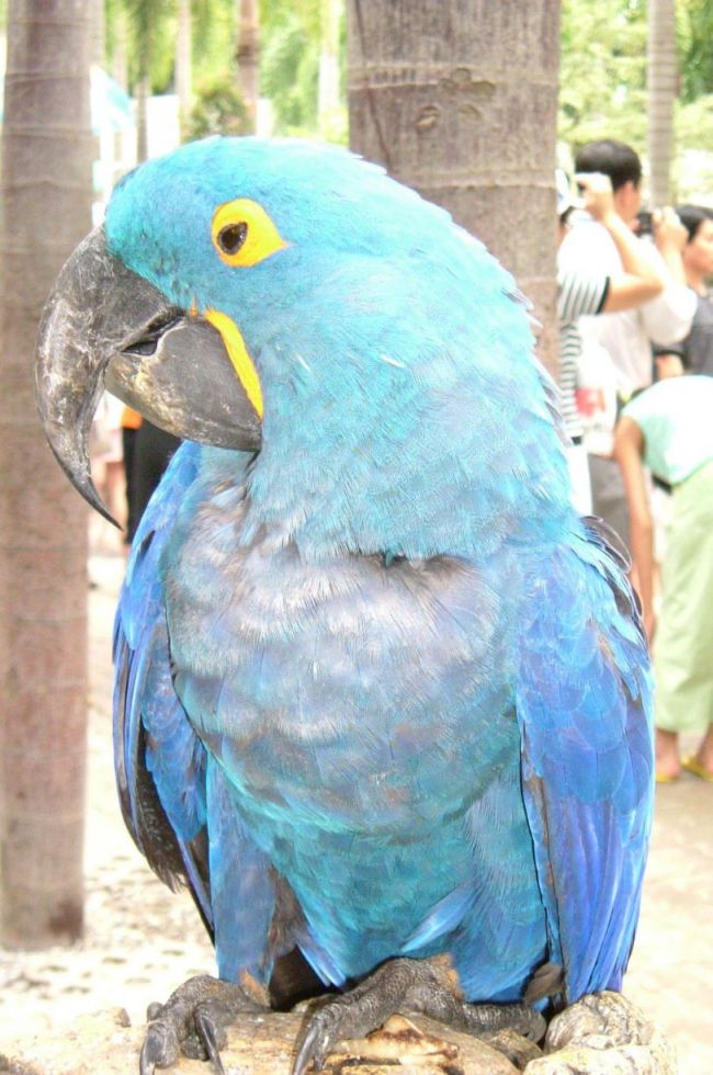 藍金剛鸚鵡